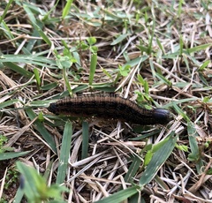 Brassolis sophorae