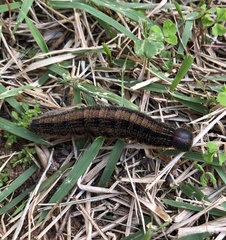 Brassolis sophorae