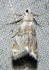 Eoparargyractis plevie