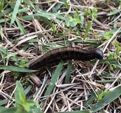 Brassolis sophorae