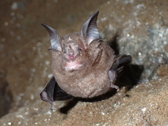 Chinese Rufous Horseshoe Bat photo 1