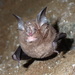 Chinese Rufous Horseshoe Bat - Photo (c) Tse Chung Yi, some rights reserved (CC BY-NC), uploaded by Tse Chung Yi