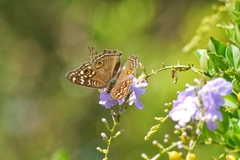 Junonia lemonias aenaria