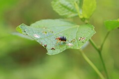 Hoplapoderus hystrix