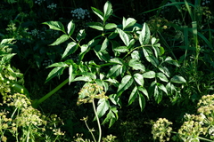 Angelica heterocarpa