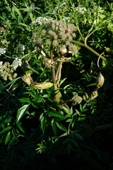 Angelica heterocarpa