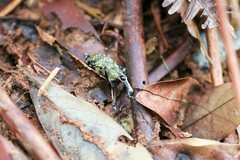 Mecocerus