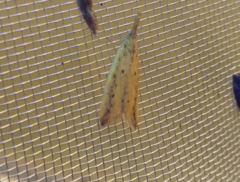 Schoenobius gigantella