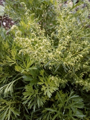 Artemisia littoricola