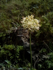 Allium condensatum