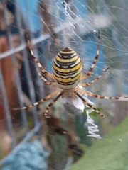Argiope bruennichi