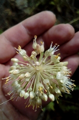 Allium condensatum