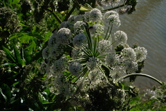 Angelica heterocarpa