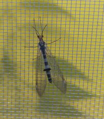 Megistopus flavicornis