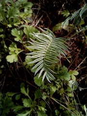 Oxytropis ruthenica