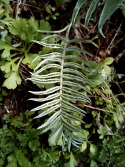 Oxytropis ruthenica