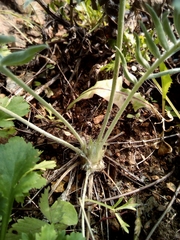 Oxytropis ruthenica
