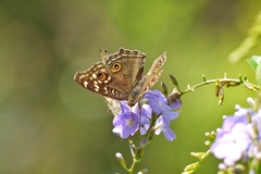 Junonia lemonias aenaria