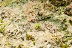 Monocarpus sphaerocarpus