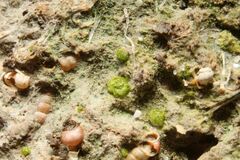 Monocarpus sphaerocarpus