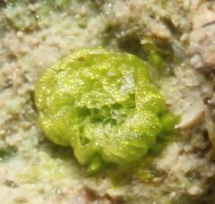 Monocarpus sphaerocarpus