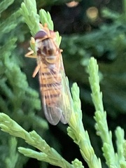Episyrphus balteatus