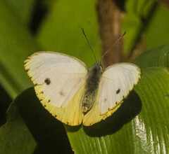 Dixeia charina