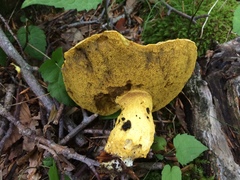 Neoboletus pseudosulphureus