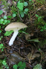 Suillus placidus