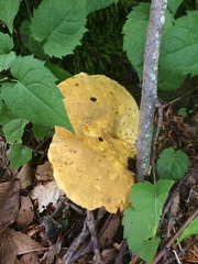 Neoboletus pseudosulphureus
