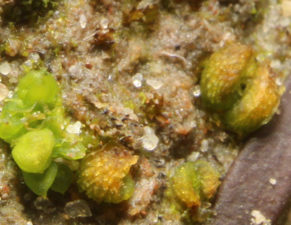 Austroriella