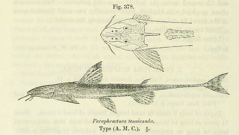 Phractura tenuicauda