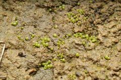 Monocarpus sphaerocarpus