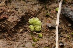 Monocarpus sphaerocarpus