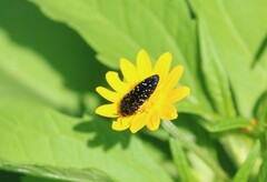 Acmaeodera impluviata