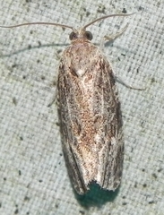 Phaecasiophora