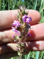 Lythrum salicaria
