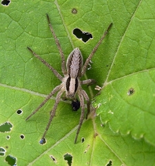 Alopecosa licenti