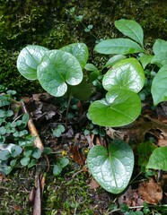 Hexastylis virginica