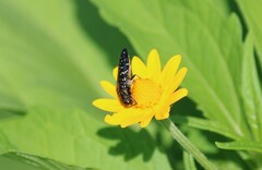 Acmaeodera impluviata