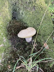 Suillus variegatus