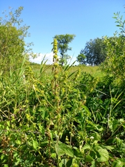 Chaiturus marrubiastrum