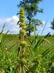 Chaiturus marrubiastrum