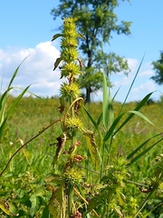 Chaiturus marrubiastrum