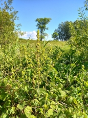 Chaiturus marrubiastrum