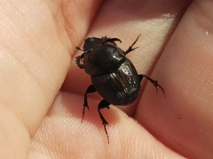 Onthophagus taurus