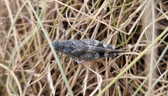Oedipoda germanica