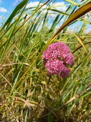 Hylotelephium telephium