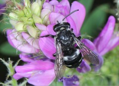 Ammobatoides radoszkowskii