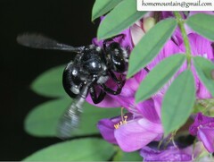 Ammobatoides radoszkowskii